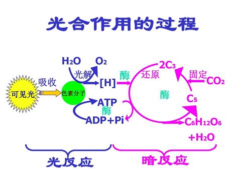 佳里光合作用|光合作用